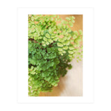 Maidenhair Queen (Print Only) thumbnail
