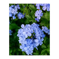 Blue Plambago Flowers (Print Only)
