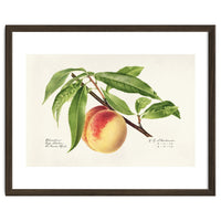Royal Charles Steadman – Peach Twig (Prunus persica) (1918)