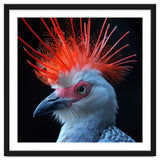 Secretary Bird thumbnail