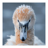 Majestic Swan Covered In Frost And Snow (Print Only) thumbnail