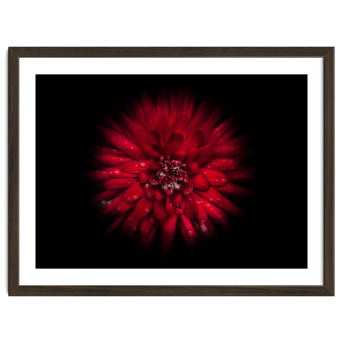 Backyard Flowers No 45 Color Flow Version