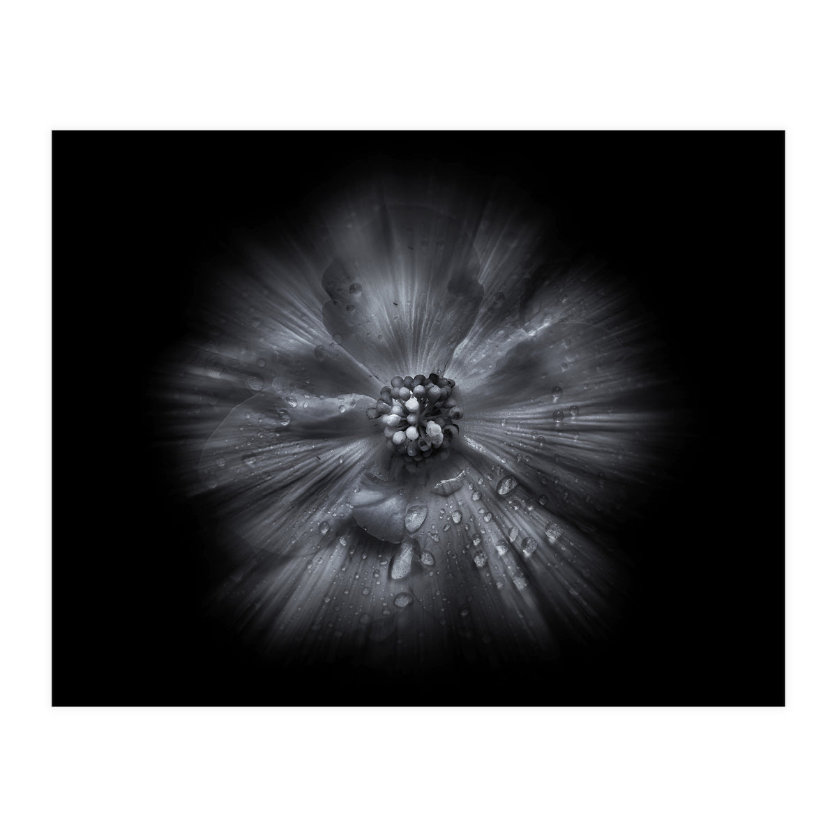 Backyard Flowers In Black And White No 66 Flow Version (Print Only)