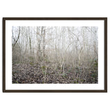 Lost in the birch forest thumbnail