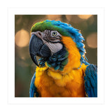 Blue And Gold Macaw Portrait Close Up (Print Only) thumbnail
