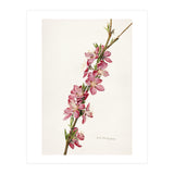 Royal Charles Steadman – Peach (Prunus persica) (1924) (Print Only) thumbnail