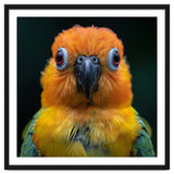 Close Up Sun Conure Parrot Portrait Eyes thumbnail