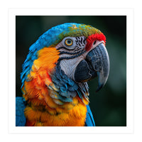 Close Up Of A Colorful Macaw Parrot (Print Only)