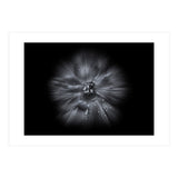 Backyard Flowers In Black And White No 66 Flow Version (Print Only) thumbnail
