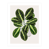 Maranta Plant (Print Only) thumbnail