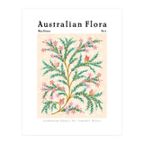 Australian Flora: Wax Flower (Print Only) thumbnail