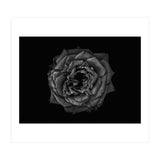 Backyard Flowers In Black And White No 110 (Print Only) thumbnail