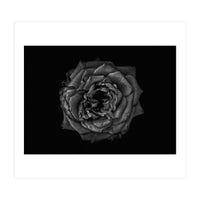 Backyard Flowers In Black And White No 110 (Print Only)