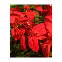 Red Quisqualls Plant Flowers (Print Only)