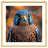 Close Up Of A Kestrel Bird Of Prey Portrait thumbnail