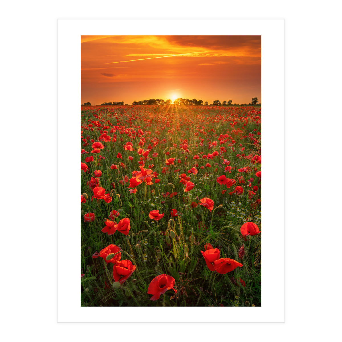 Poppies At Sunset (Print Only)