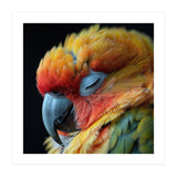 Close Up Of A Sleeping Sun Conure Parrot (Print Only) thumbnail