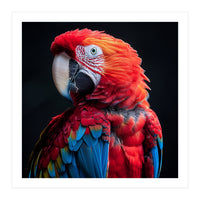 Scarlet Macaw Parrot Detailed Feather Close Up Portrait (Print Only)