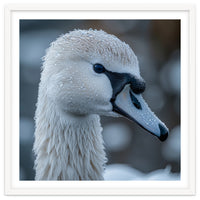 Close Up Of A Swan Head Covered In Water Droplets