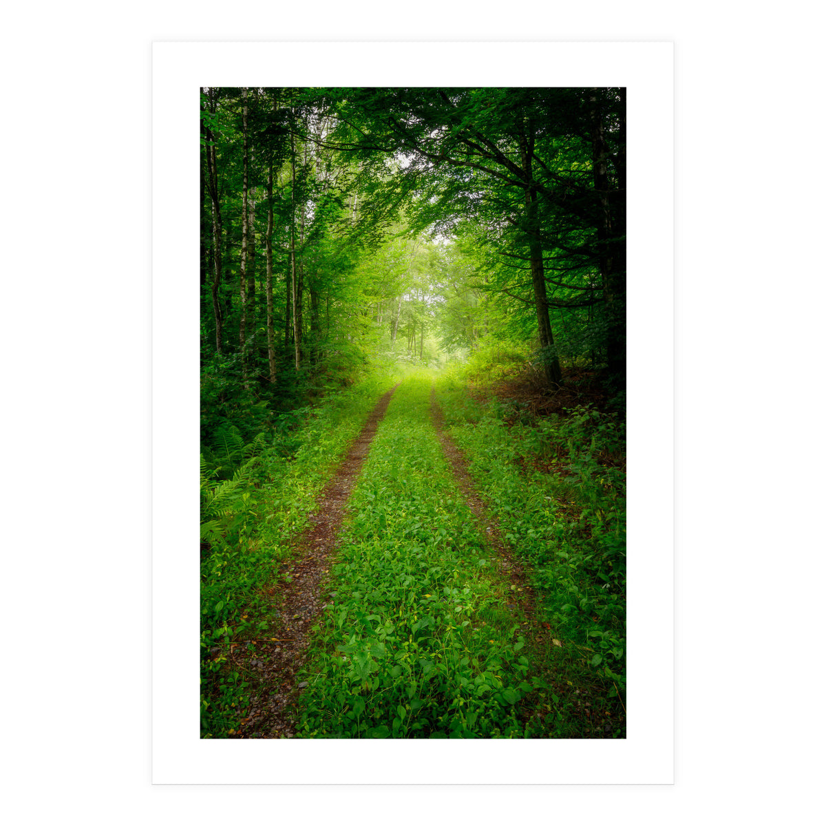 Green Forest Trail (Print Only)