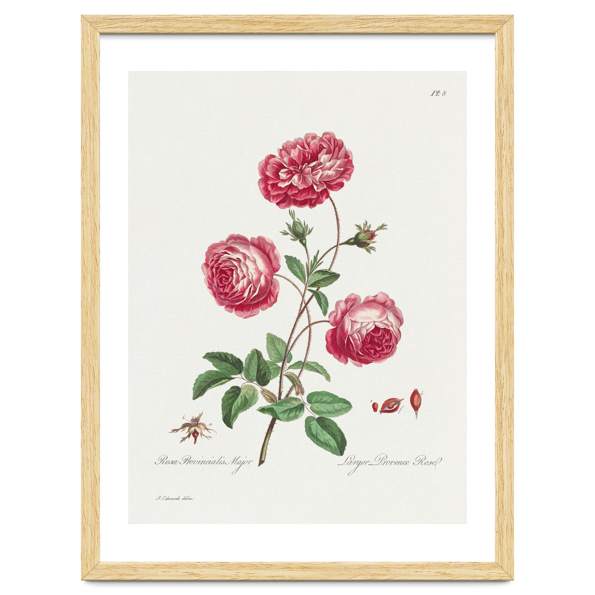 John Edwards – Larger Provence Rose (1770–1775)