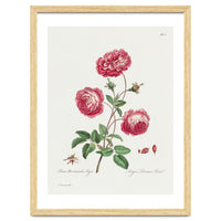 John Edwards – Larger Provence Rose (1770–1775)