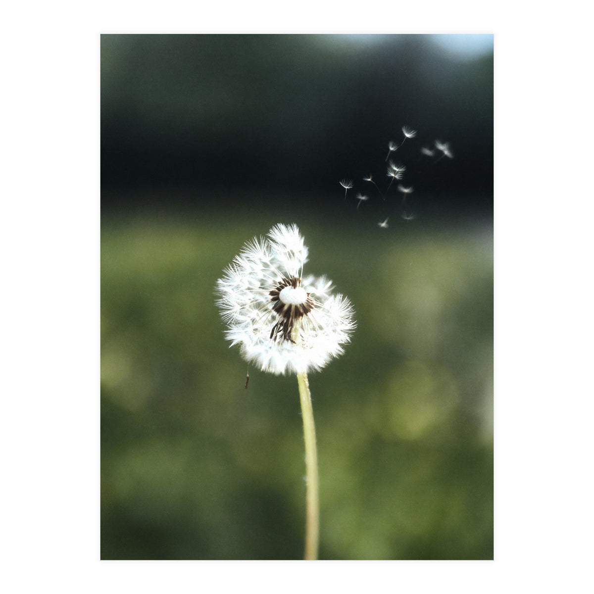 Dandelion Wish Photography (Print Only)