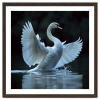 Majestic White Swan Spreading Wings On Water