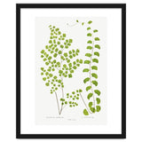 Edward Joseph Lowe – Adiantum Assimile and Adiantum Lunulatum (1856–1860) thumbnail