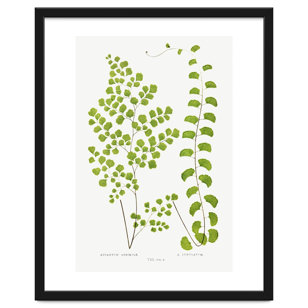 Edward Joseph Lowe – Adiantum Assimile and Adiantum Lunulatum (1856–1860)
