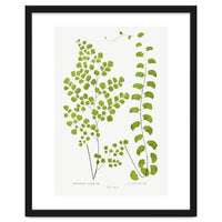 Edward Joseph Lowe – Adiantum Assimile and Adiantum Lunulatum (1856–1860)