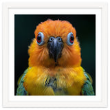 Close Up Sun Conure Parrot Portrait Eyes thumbnail