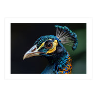 Close-up of a Peacock’s Head (Print Only)
