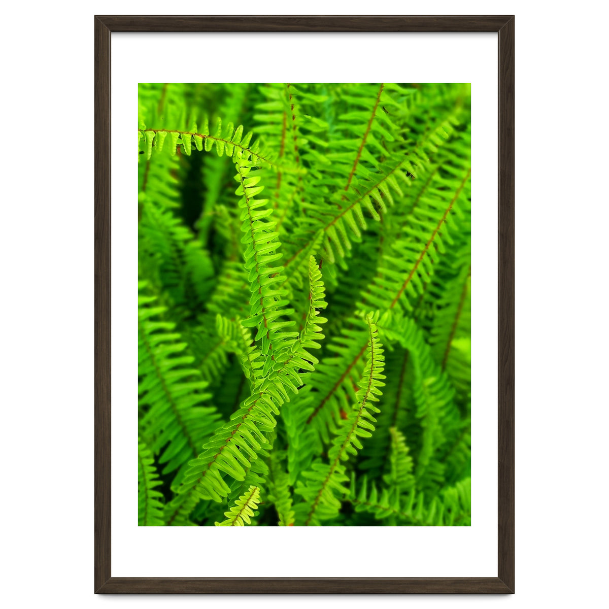 Green Ferns