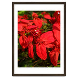 Red Quisqualls Plant Flowers thumbnail