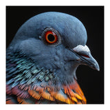 Close Up Of A Pigeon Bird (Print Only) thumbnail