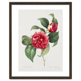 Pierre-Joseph Redouté – Finest Flowers and Fruits (1833) thumbnail