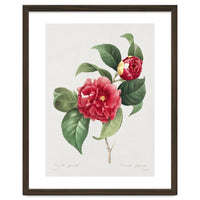 Pierre-Joseph Redouté – Finest Flowers and Fruits (1833)