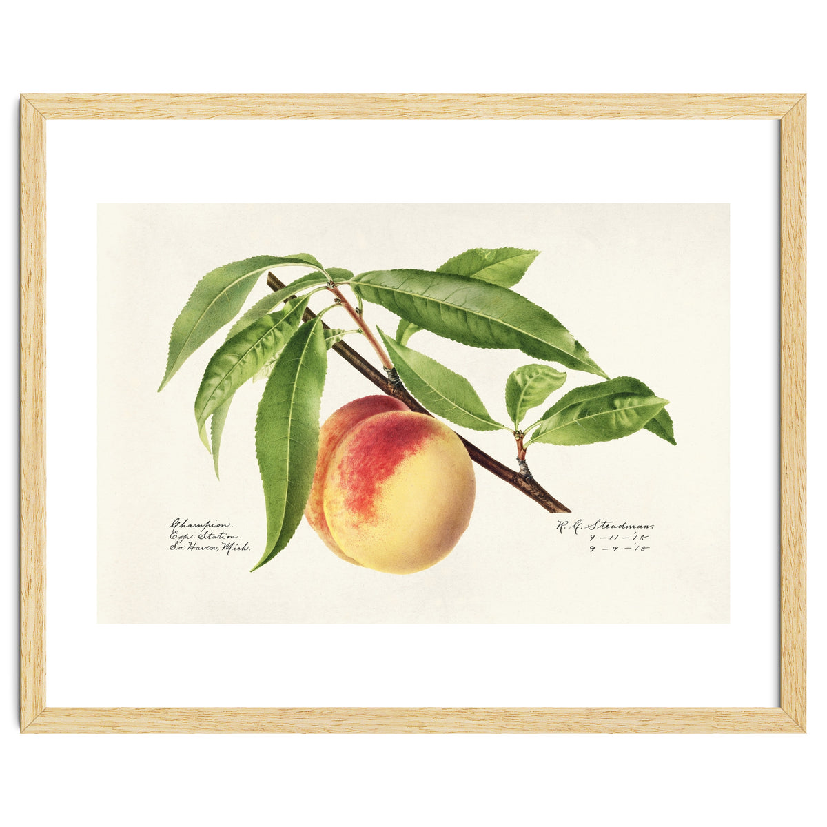 Royal Charles Steadman – Peach Twig (Prunus persica) (1918)