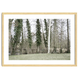 Sole white birch in the trees thumbnail