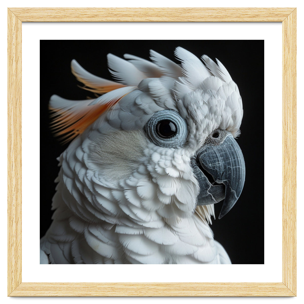 White Cockatoo Parrot With Orange Crest