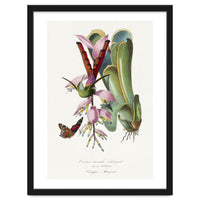 Paul Gervais – Hummingbird Painting (1842)