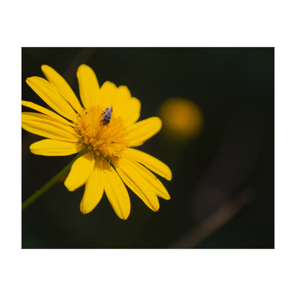 SUNFLOWER. (Print Only)