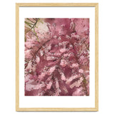 Pink Blossom thumbnail