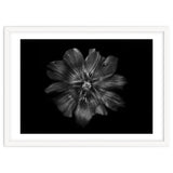 Backyard Flowers In Black And White 22 thumbnail