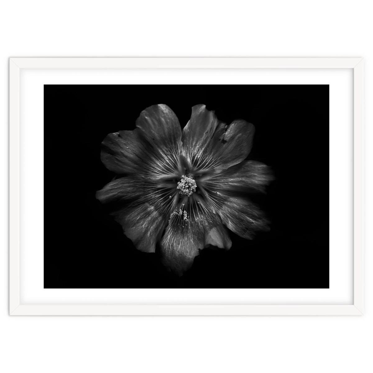 Backyard Flowers In Black And White 22