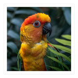 Close Up Of A Colorful Sun Conure Parrot (Print Only) thumbnail