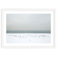 Seagulls in the winter snow beach