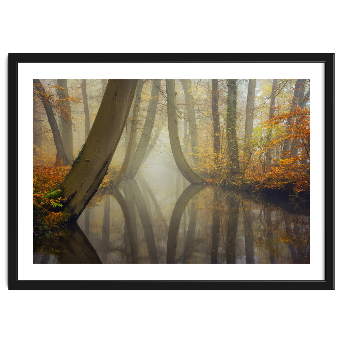 Bent trees in autumn