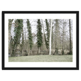 Sole white birch in the trees thumbnail